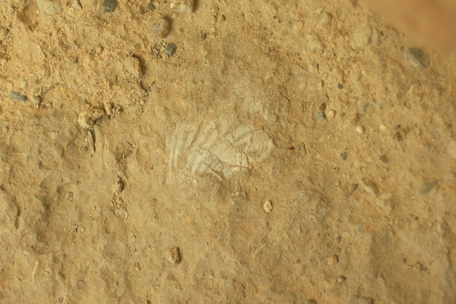 Conchiglia fossile da Creta